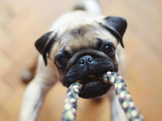 Les jouets indispensables pour gérer l’anxiété et l’ennui chez le chien