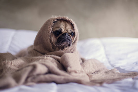 Chiens de petites tailles et le froid : pourquoi est-il essentiel de les couvrir quand les températures chutent ?